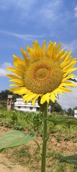 Sun flower