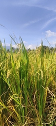 Paddy fields ready for harvest near Kollengode