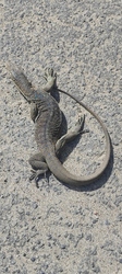 Monitor lizard found near muthalamada Railway stat