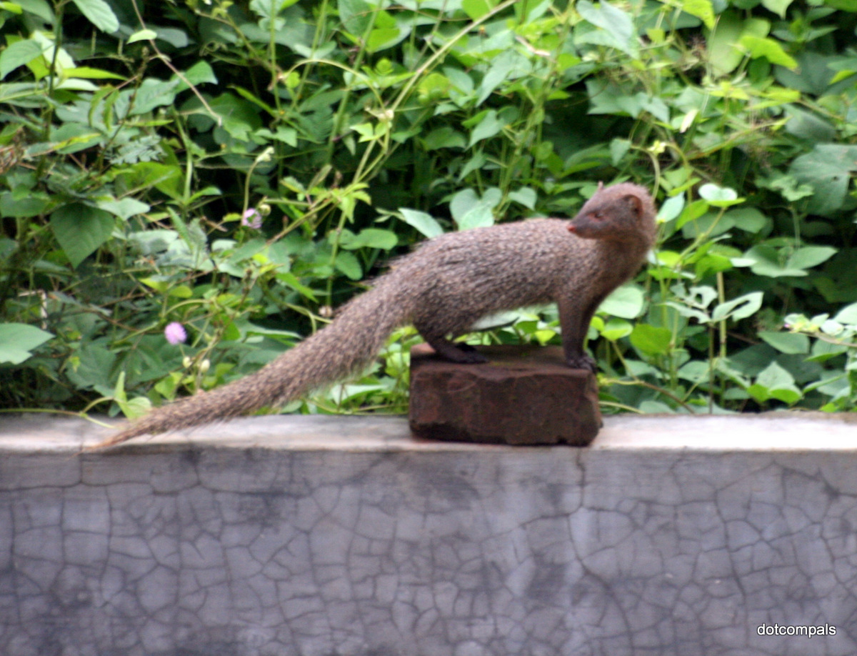 കീരി Mongoose
