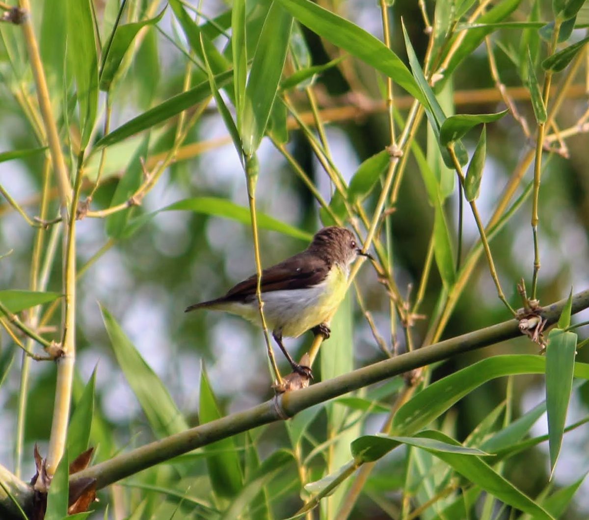 Bamboo Break – A Tiny Life in Motion