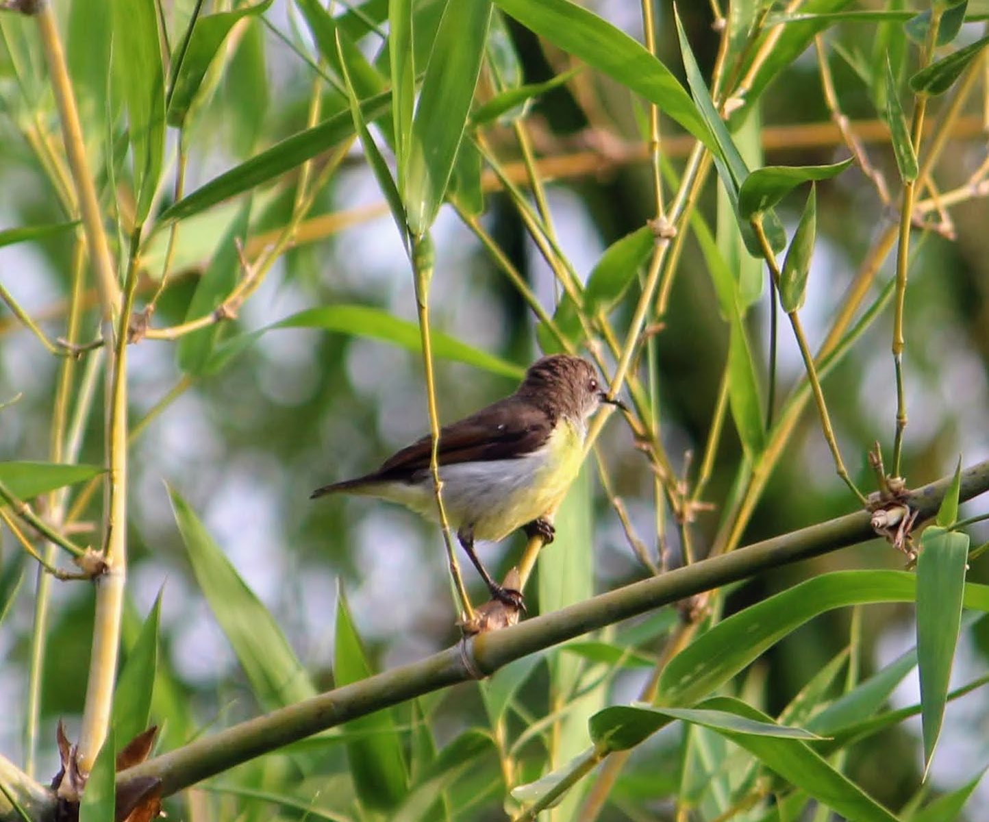 Small bird sitting calm on bamboo… but always alert, always active.