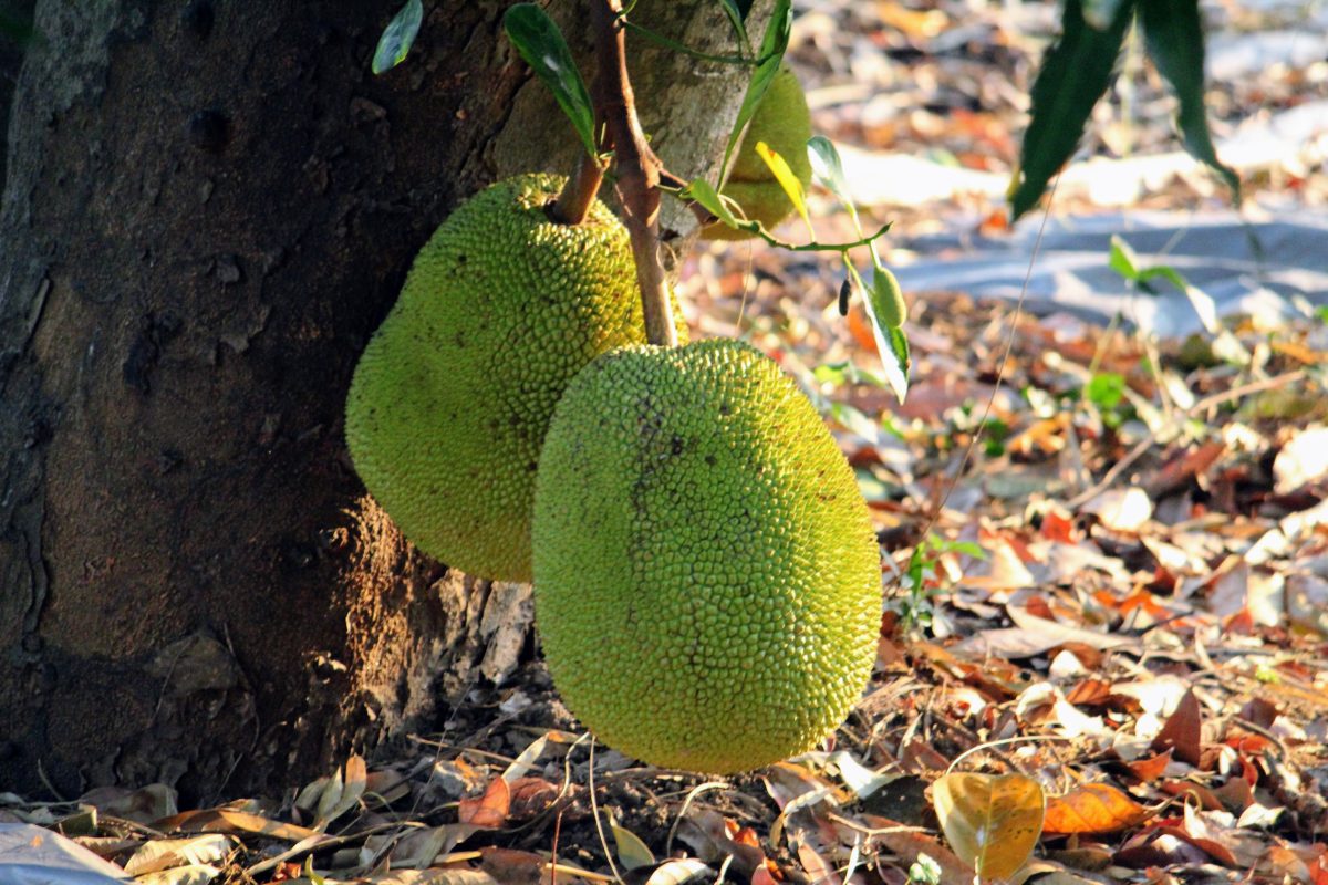 Grounded Giants – Jackfruit Season in a Kerala Backyard