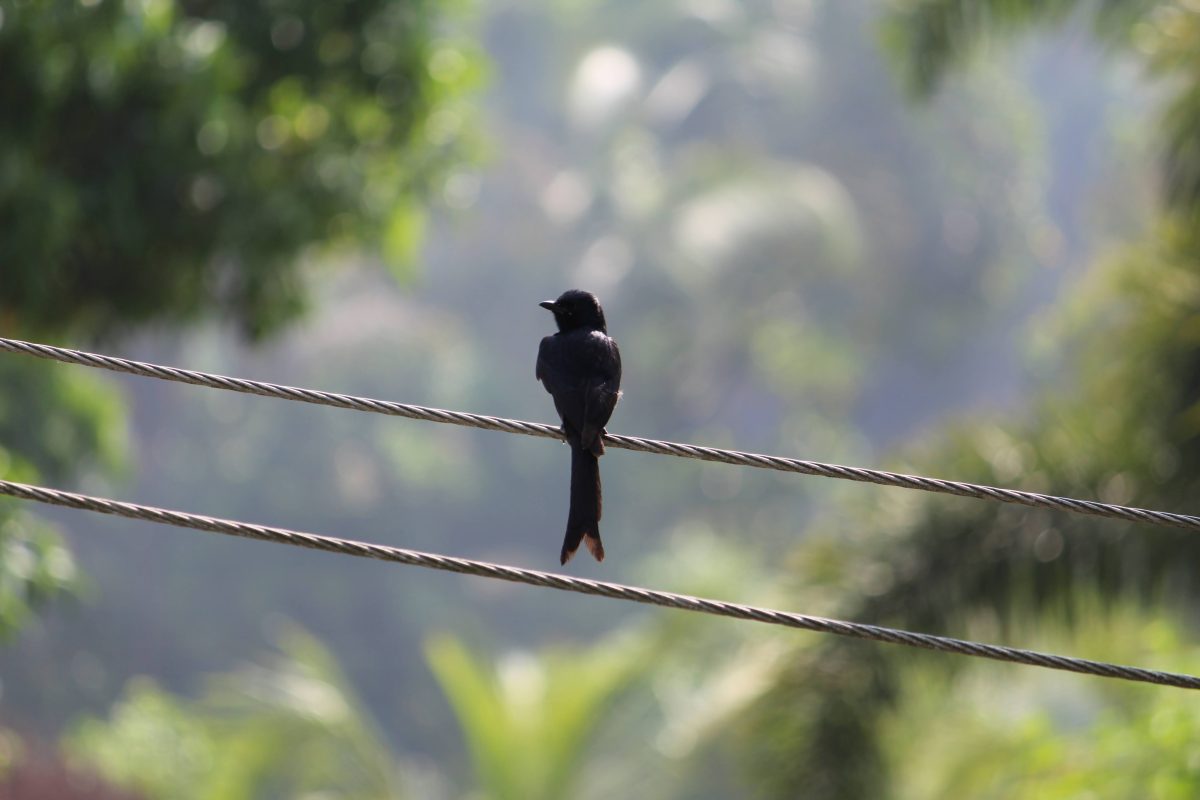 Black Drongo (Dicrurus macrocercus) on duty… tiny body, zero fear 😄