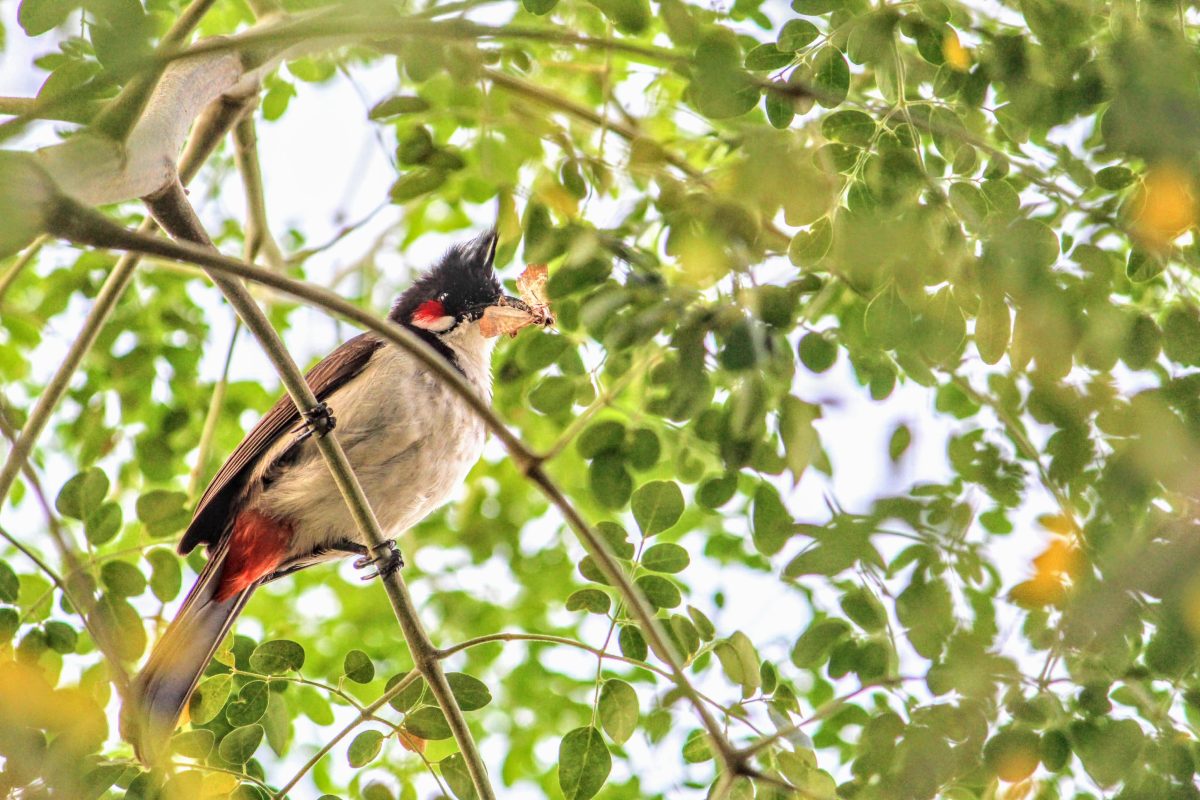 Red-whiskered Bulbul Hunting on a Muringa Tree | Tattamangalam